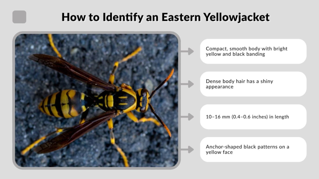 How to Identify an Eastern Yellowjacket