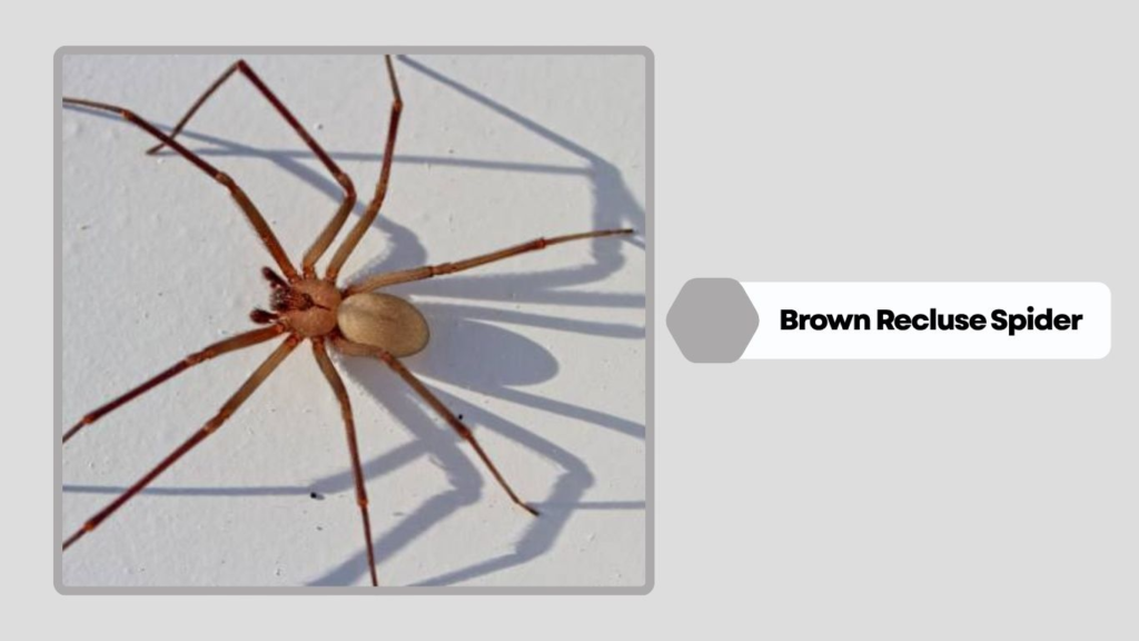 What Is a Brown Recluse Spider?