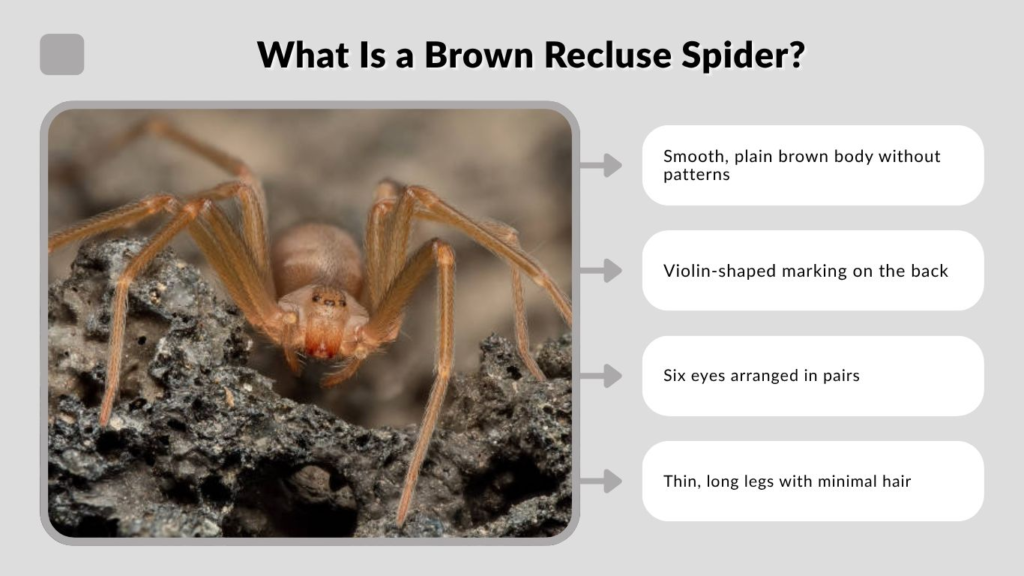 What Is a Brown Recluse Spider?