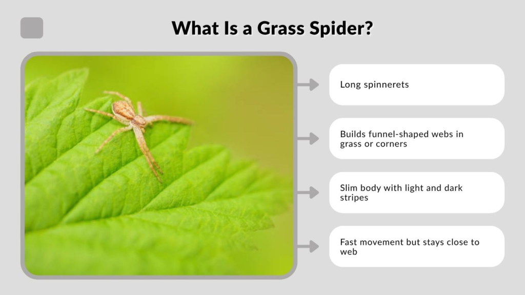 What Is a Grass Spider?