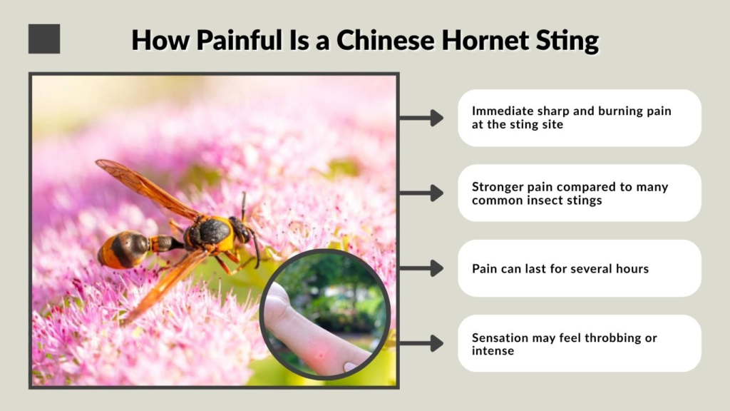 How Painful Is a Chinese Hornet Sting