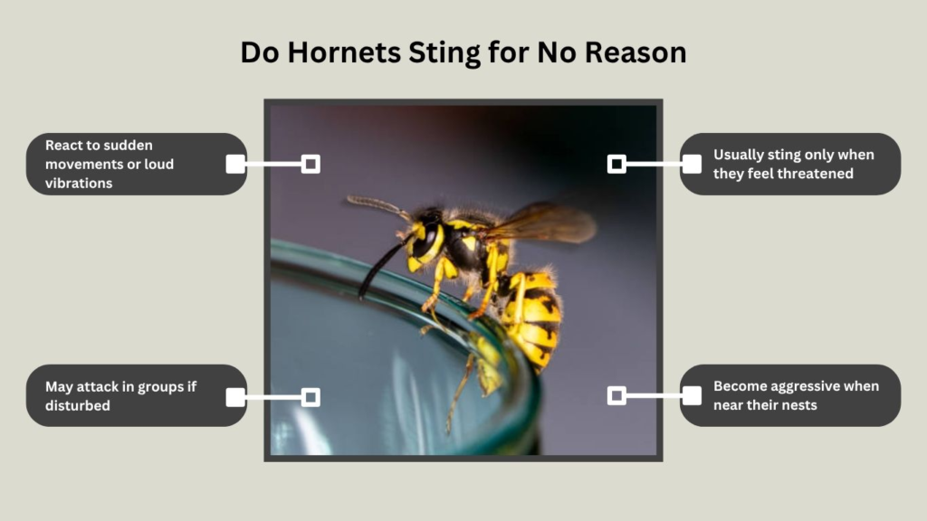 Do Hornets Sting for No Reason