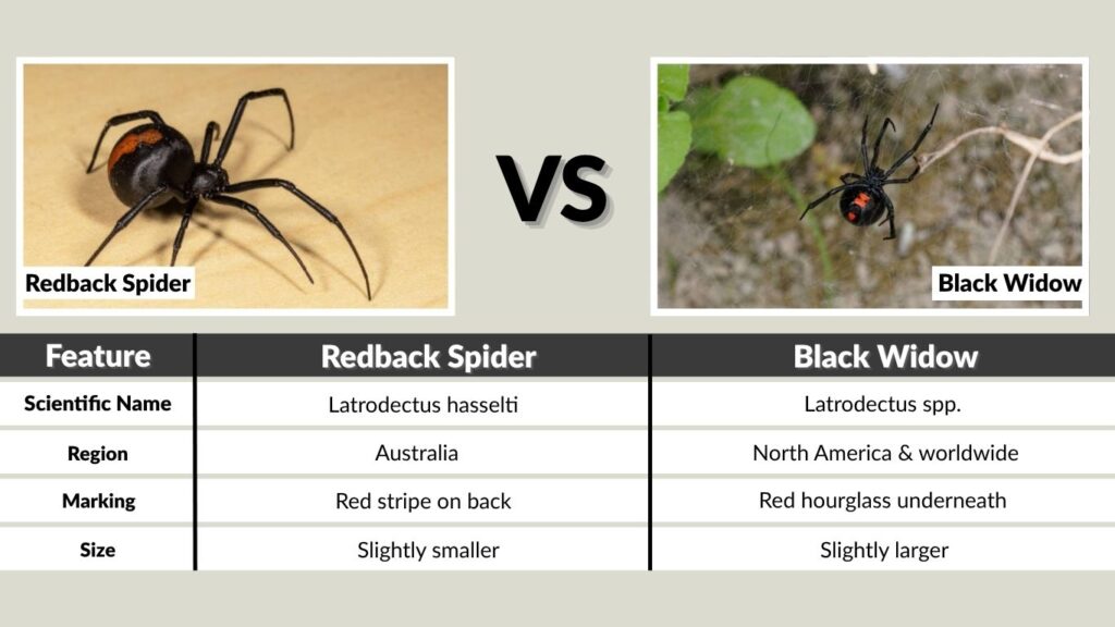Redback Spider vs Black Widow (Quick Comparison Table)