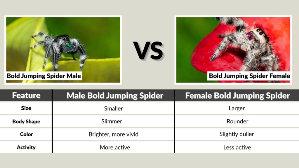 Bold Jumping Spider Male vs Female (Quick Comparison Table)