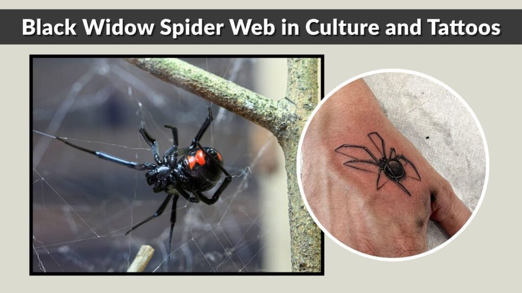 Black Widow Spider Web in Culture and Tattoos