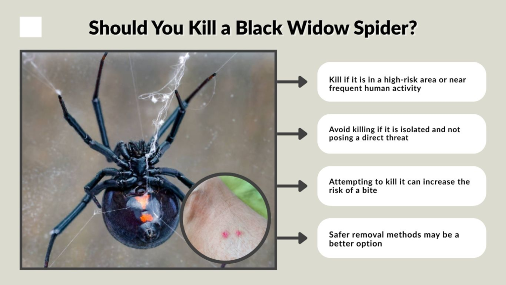 Should You Kill a Black Widow Spider?