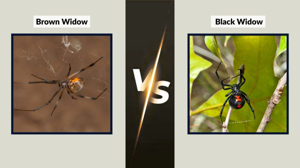 Brown Widow vs Black Widow: Key Differences