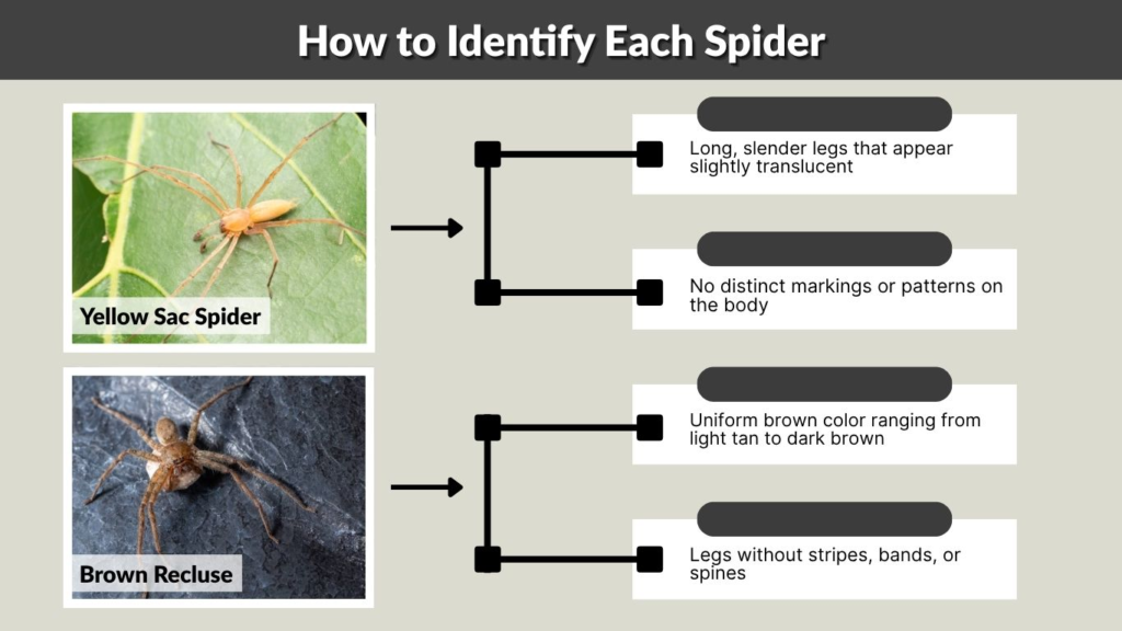 How to Identify Each Spider