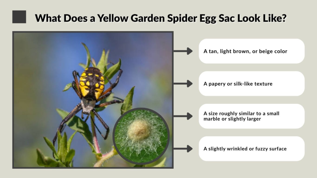 What Does a Yellow Garden Spider Egg Sac Look Like?