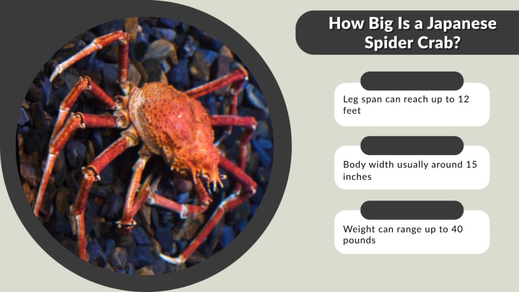 How Big Is a Japanese Spider Crab?