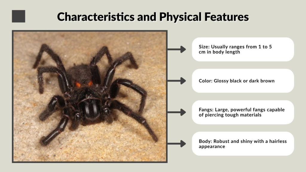 Characteristics and Physical Features