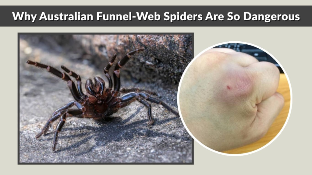 Why Australian Funnel-Web Spiders Are So Dangerous