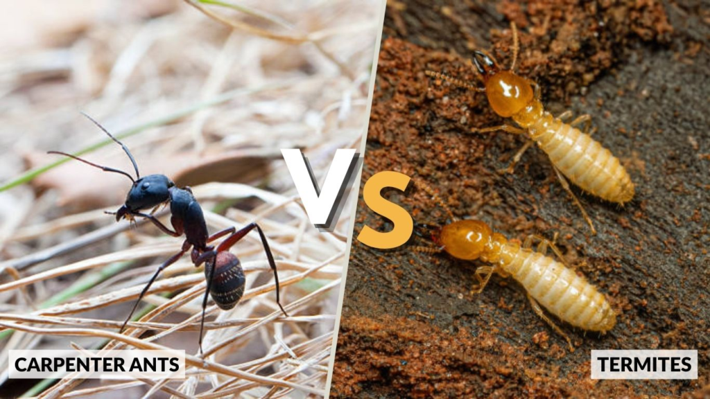 Carpenter Ants vs Termites
