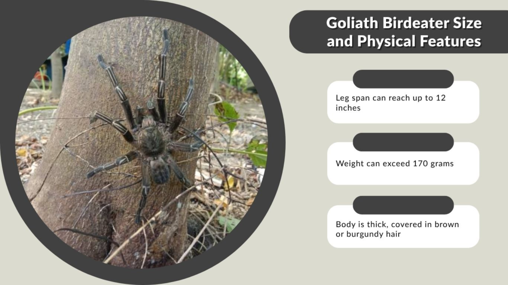 Goliath Birdeater Size and Physical Features