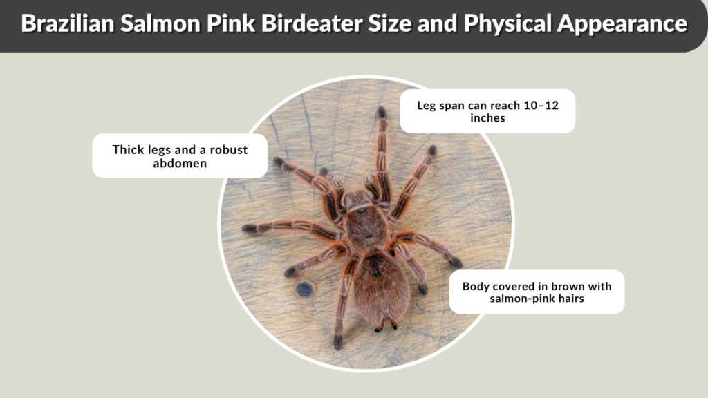 Brazilian Salmon Pink Birdeater Size and Physical Appearance