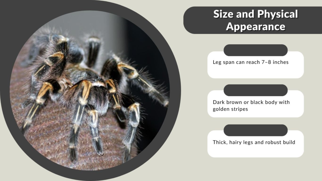 Chaco Golden Knee Size and Physical Appearance