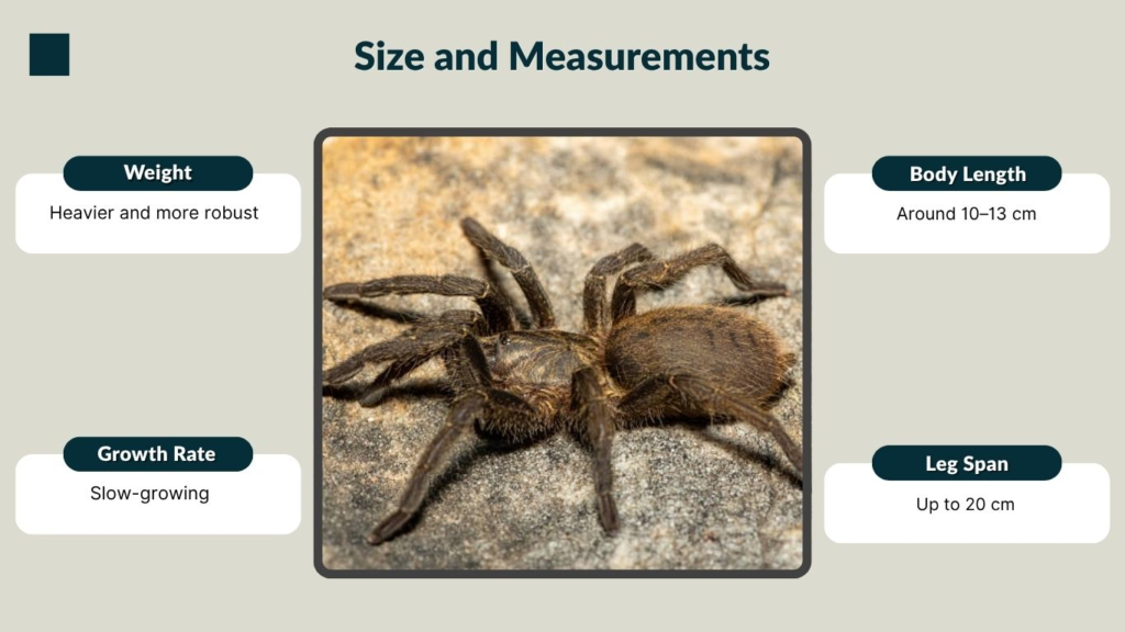 Size and Measurements
