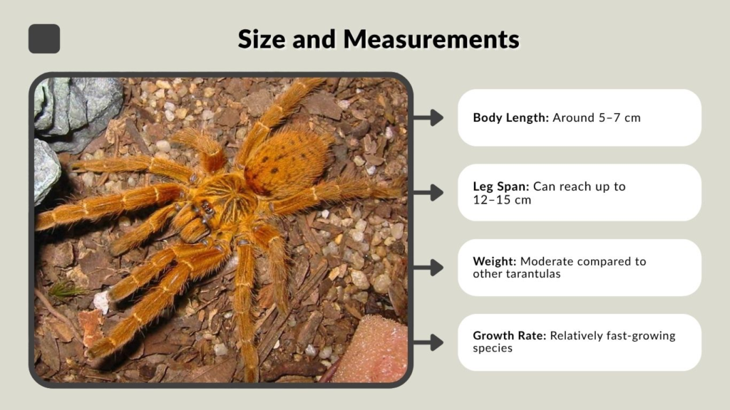 Size and Measurements