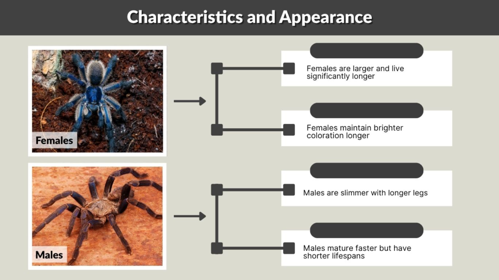 Cobalt Blue Tarantula Characteristics and Appearance