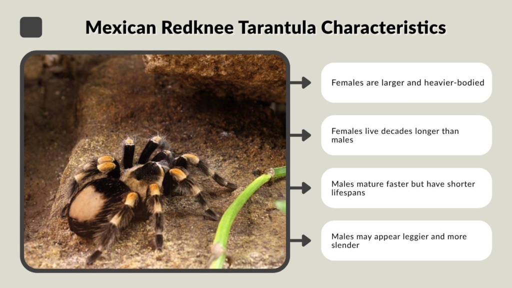 Mexican Redknee Tarantula Characteristics