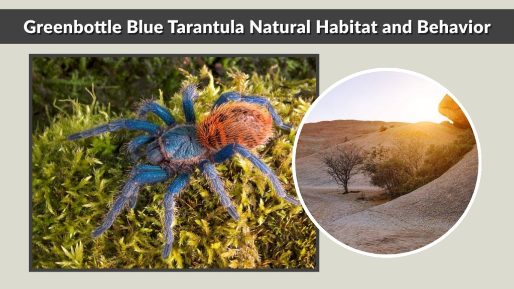 Greenbottle Blue Tarantula Natural Habitat and Behavior