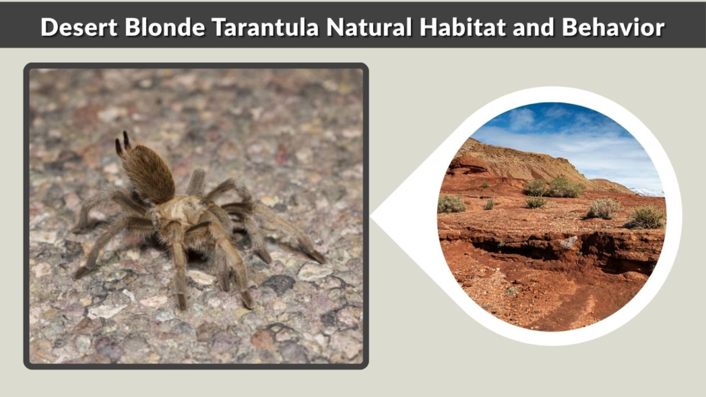 Desert Blonde Tarantula Natural Habitat and Behavior