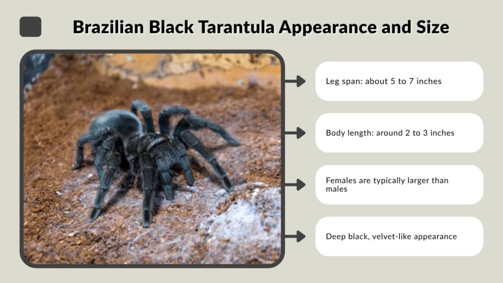 Brazilian Black Tarantula Appearance and Size