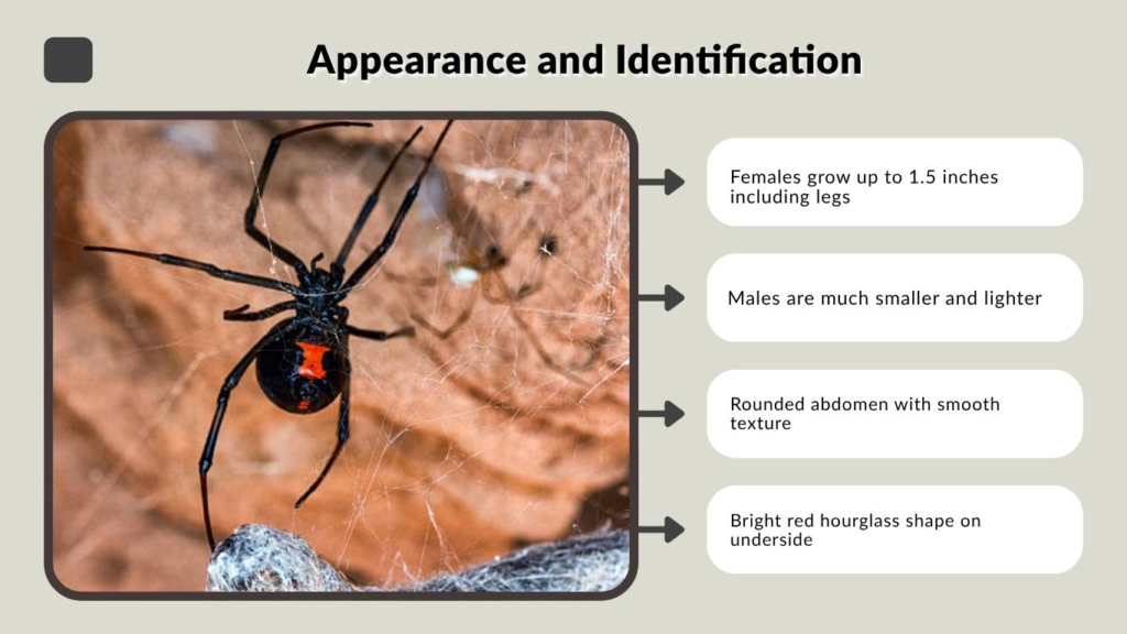 Southern Black Widow Appearance and Identification
