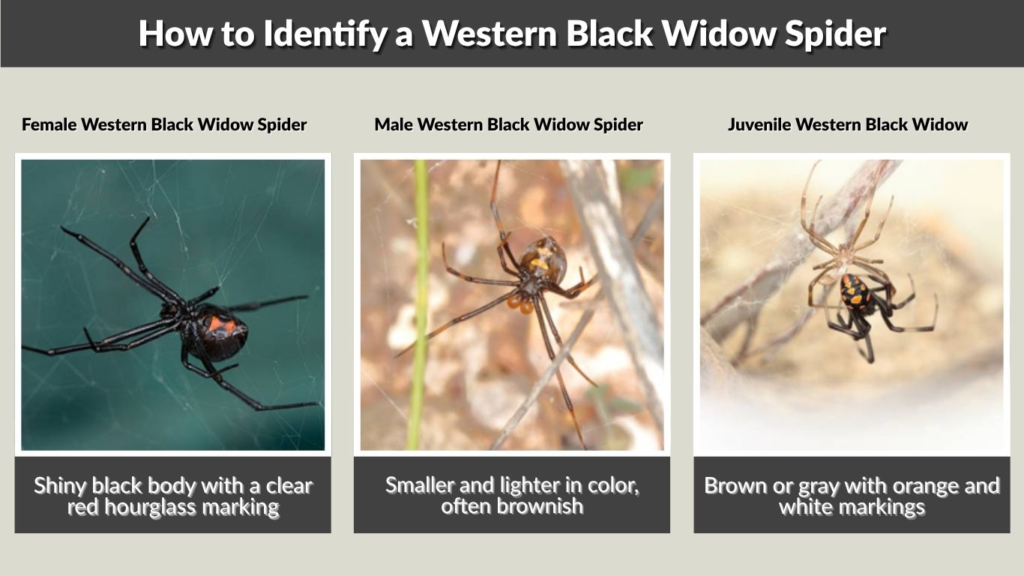 How to Identify a Western Black Widow Spider