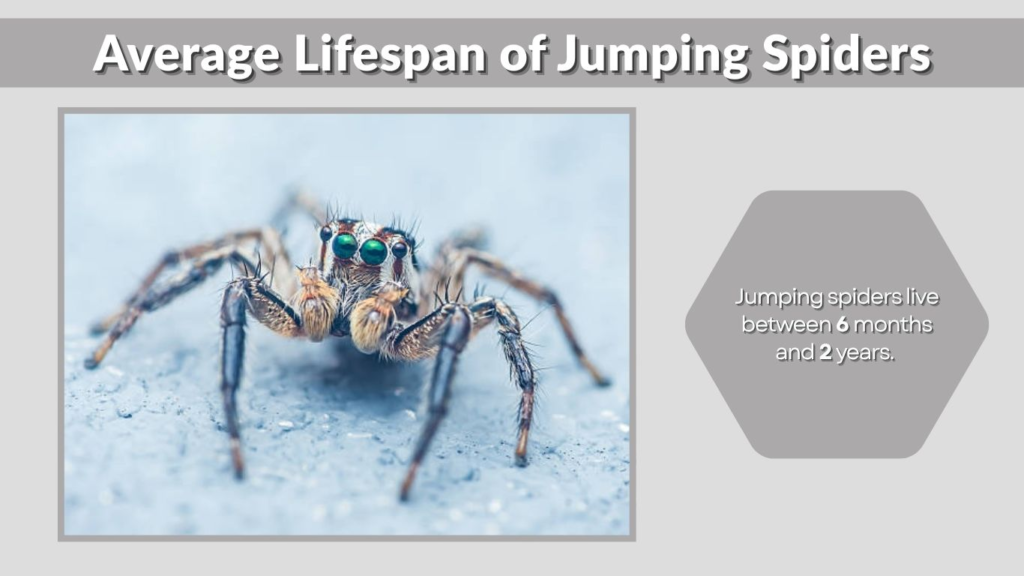 Average Lifespan of Jumping Spiders
