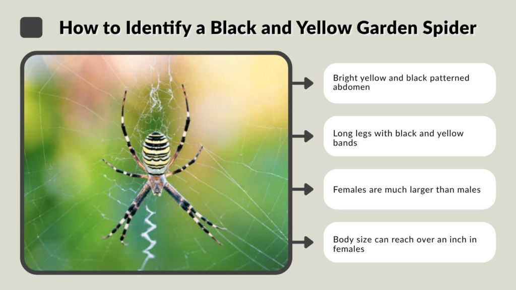 How to Identify a Black and Yellow Garden Spider