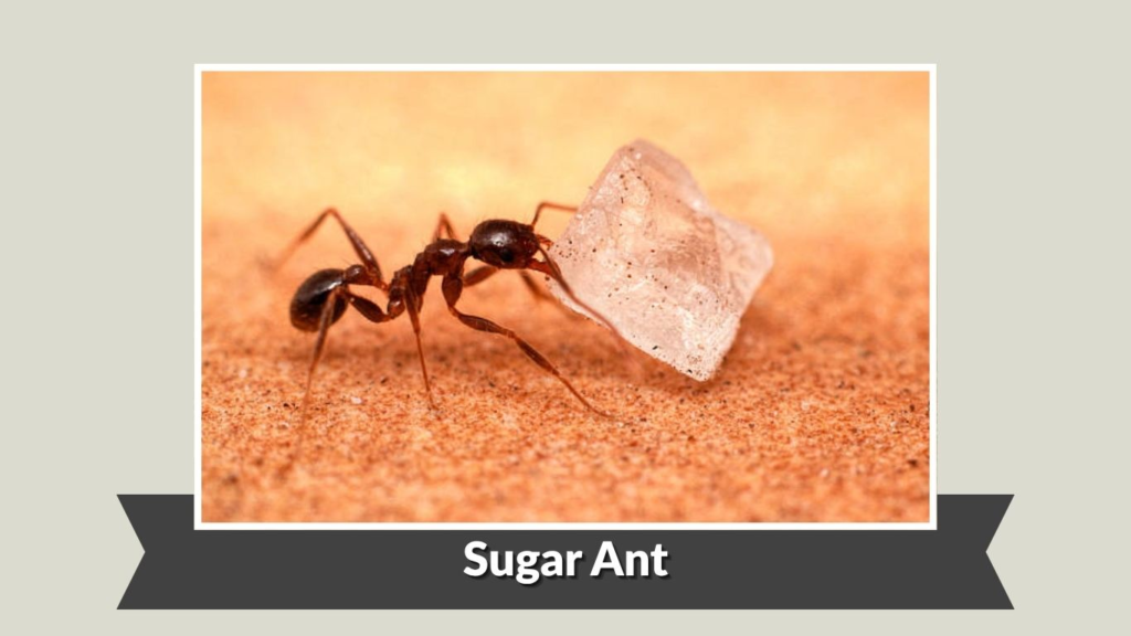 Sugar Ant