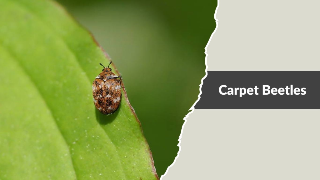 Carpet Beetles
