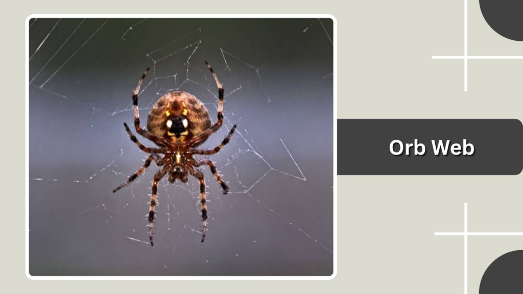 Orb Web