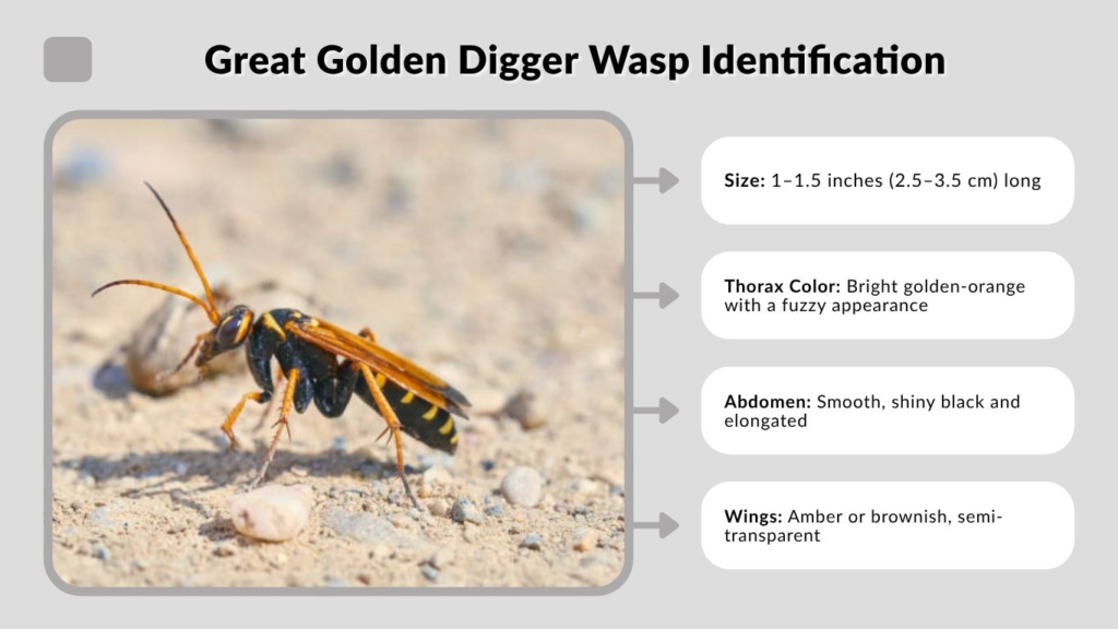 Great Golden Digger Wasp Identification and Physical Appearance