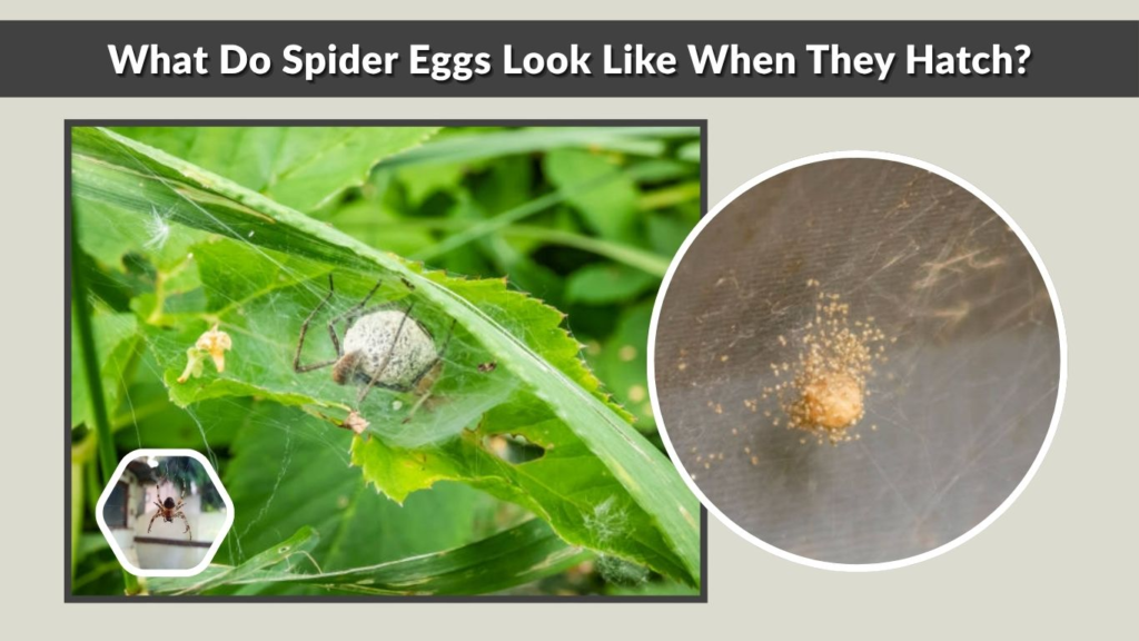 What Do Spider Eggs Look Like When They Hatch?