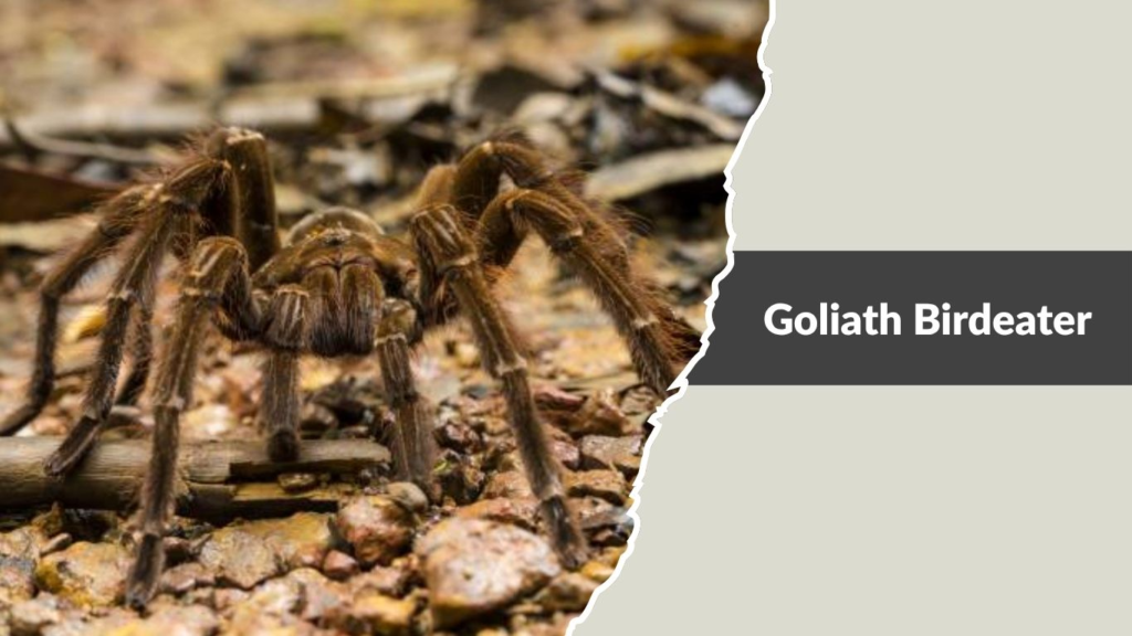 Goliath Birdeater