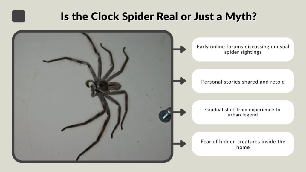 Is the Clock Spider Real or Just a Myth?
