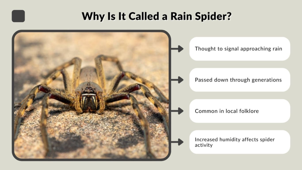 Why Is It Called a Rain Spider?