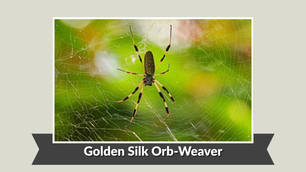 Golden Silk Orb-Weaver