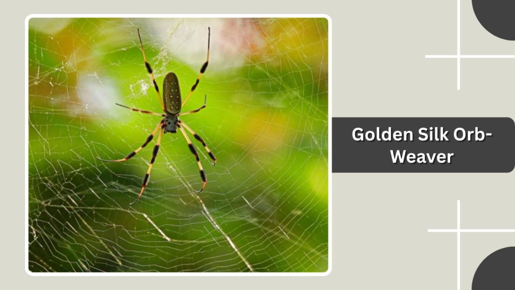 Golden Silk Orb-Weaver