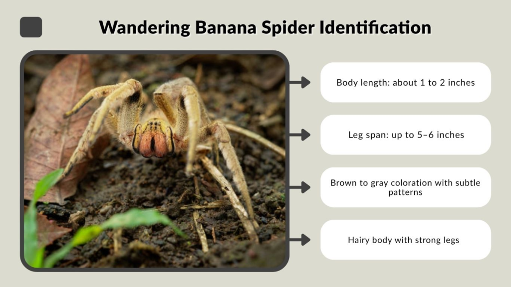 Wandering Banana Spider Identification
