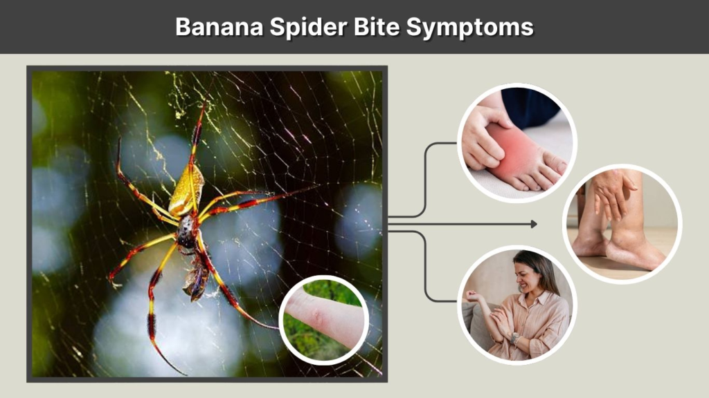 Banana Spider Bite Symptoms