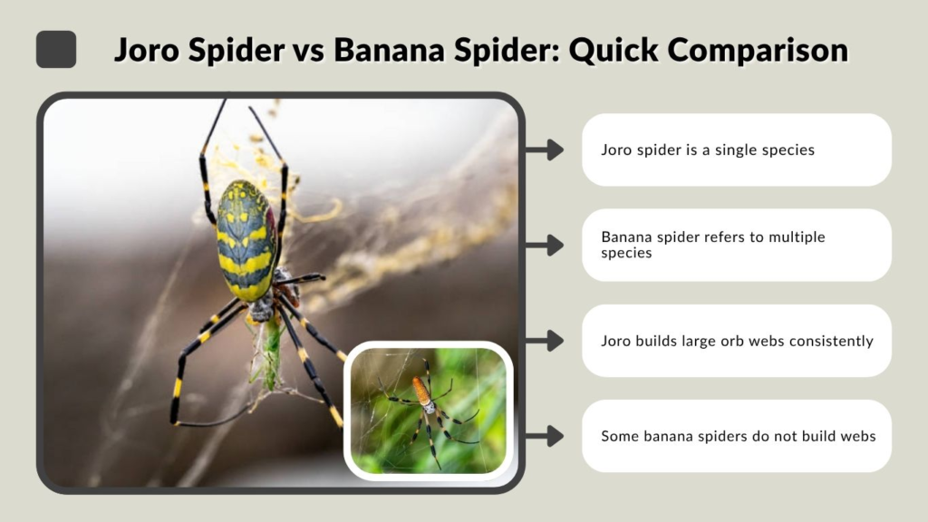 Joro Spider vs Banana Spider: Quick Comparison