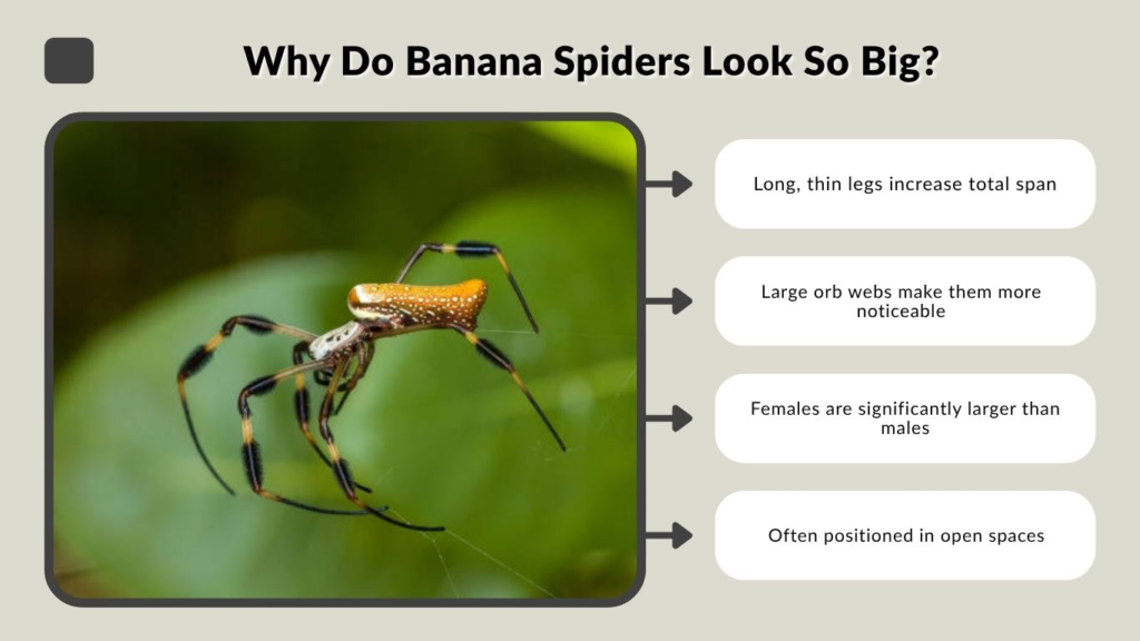 Why Do Banana Spiders Look So Big?