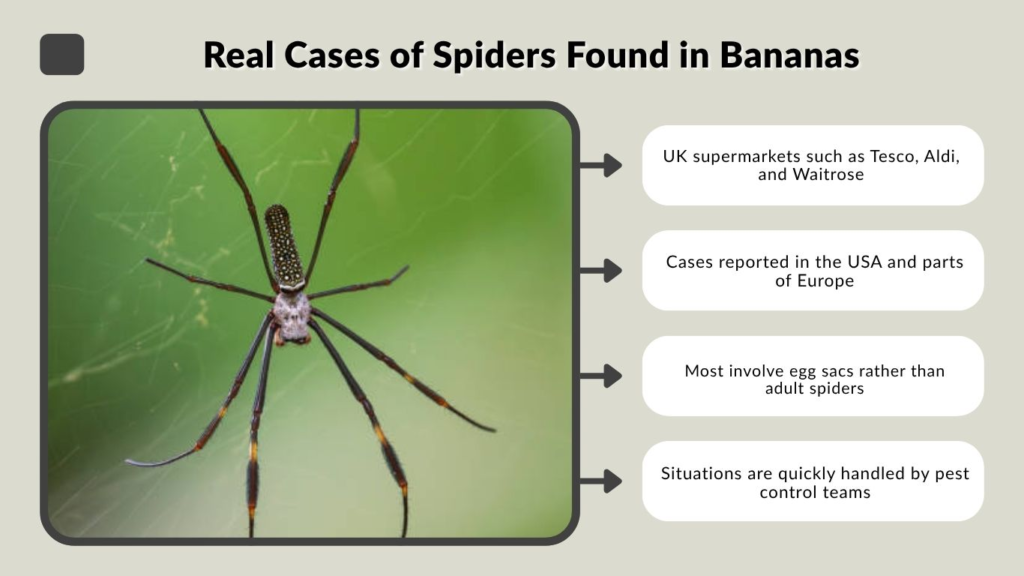 Real Cases of Spiders Found in Bananas