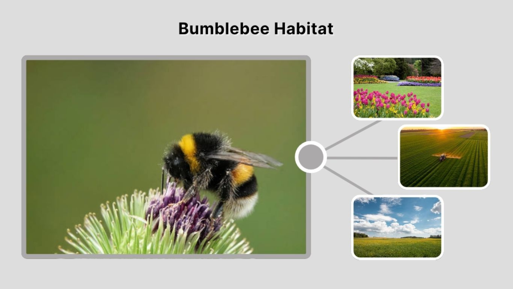 Bumblebee Habitat