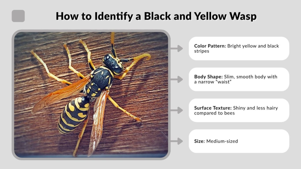 How to Identify a Black and Yellow Wasp