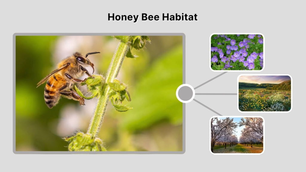 Honey Bee Habitat