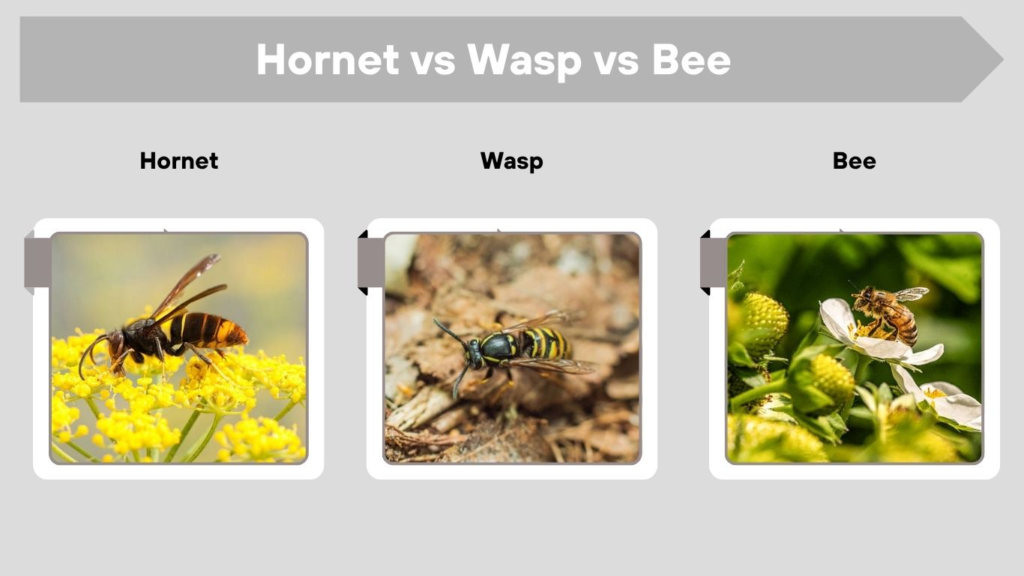 Hornet vs Wasp vs Bee